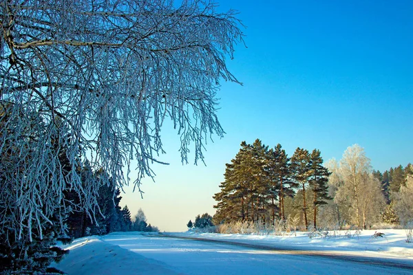 森の端から青空の下に続く冬の道 — ストック写真
