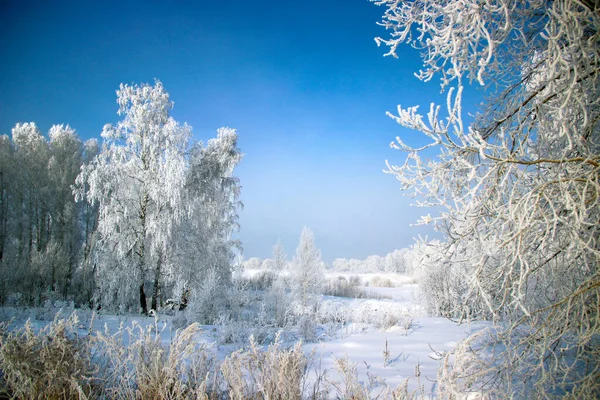 겨울에는 자작나무 놀라운 풍경이 펼쳐져 있습니다 하늘의 색깔은 흰색에서 자주색에 — 스톡 사진