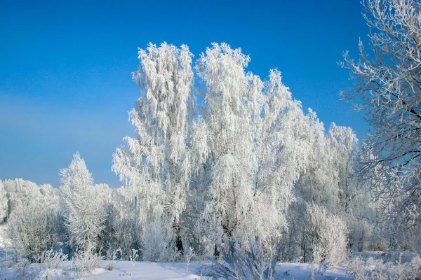 Birkenhain Unter Dem Violetten Himmel Wunderbare Winterlandschaft — Stockfoto