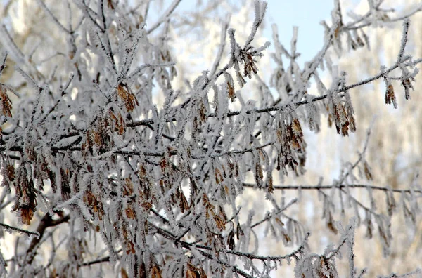 Äste Von Eschen Ahorn Mit Gelben Blättern Nahaufnahme Winterlandschaft — Stockfoto