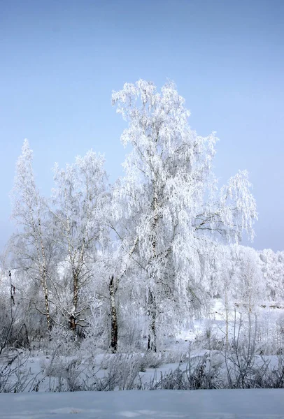 白桦树上的霜闪烁着光芒 与之形成鲜明对比的是深紫色的天空 — 图库照片