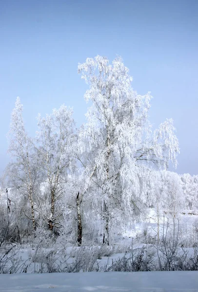 Gel Sur Bouleau Attire Les Étincelles Brillamment Ciel Violet Foncé — Photo