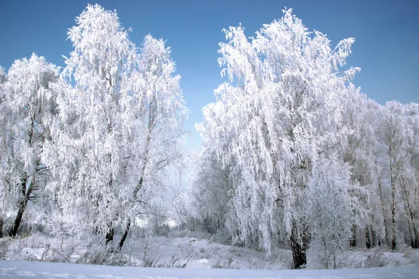 Huş ağacının üzerindeki buz tabakası parlak bir şekilde parıldıyor ve koyu mor gökyüzü kontrastlı..
