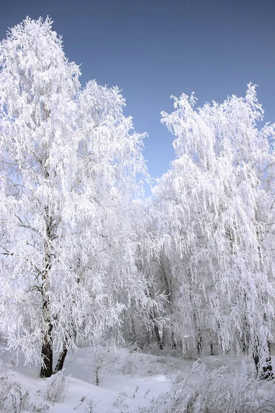 Huş ağacının üzerindeki buz tabakası parlak bir şekilde parıldıyor ve koyu mor gökyüzü kontrastlı..
