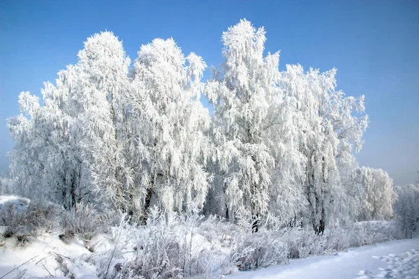 Klar Vinterdag Klar Kylig Blå Himmel Snön Gnistrar Trädgrenarna Starkt — Stockfoto