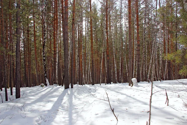 Bosque Salvaje Está Hundiendo Crepúsculo Grosellas Abedules Pinos Hierba Seca —  Fotos de Stock