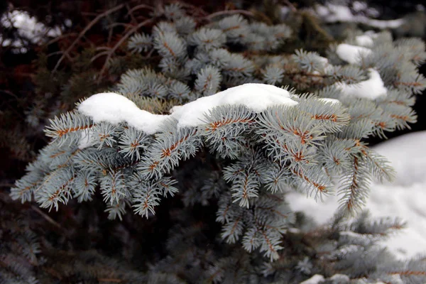 Close Shows Spruce Branch Snow Cap Unusual Turquoise Color Needles — Stock Photo, Image