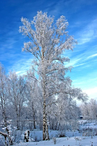 Czysty Zimowy Dzień Jasne Mroźne Błękitne Niebo Dwa Małe Brzozy — Zdjęcie stockowe