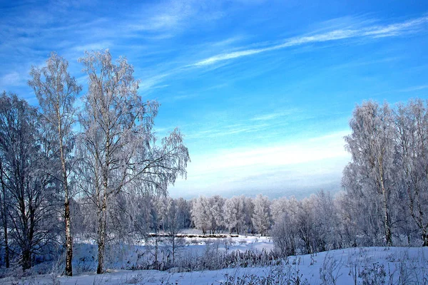 Día Claro Invierno Cielo Azul Helado Claro Algunos Abedules Nieve — Foto de Stock