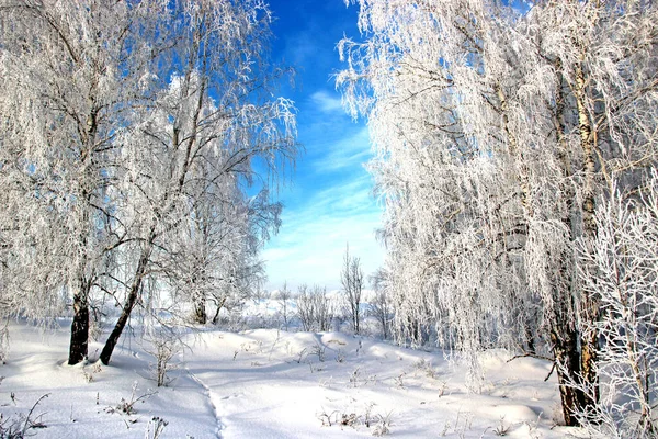 一个晴朗的冬日晴朗的蓝天 白桦树枝条上闪烁着白雪 雪地上有一串脚印 — 图库照片