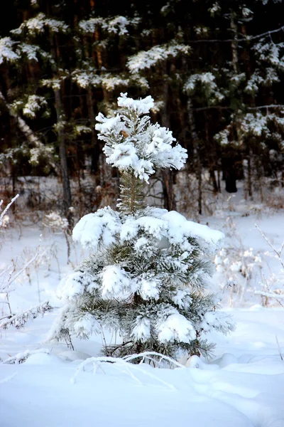 Kleine Fichten Bedeckt Mit Schnee Und Wald Hintergrund Erinnern Winterwunderland — Stockfoto