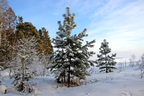 Borda Floresta Inverno Árvores Coníferas Pintadas Prata Verde Céu Azul — Fotografia de Stock