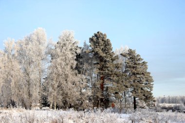 Köyün kıyısındaki kırsal bir yerde. Huş ağaçları, çam ağaçları ve ön planda buzla kaplı çimenler..