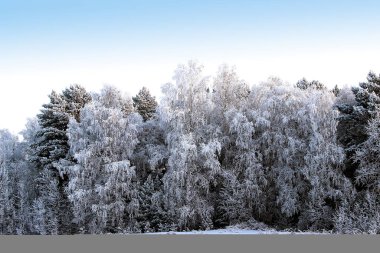 İnanılmaz kış manzarası. Çam ve huş ağaçlarının dalları donla kaplıdır ve gökyüzü berrak ve bulutsuzdur..