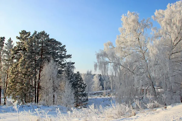 Landelijk Landschap Aan Rand Van Een Dorp Berkenbomen Dennenbomen Met — Stockfoto