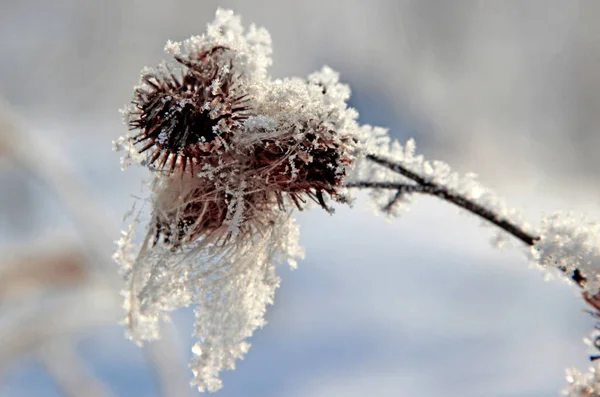 Макрофото Сухой Колючки Лопуха Причудливой Формы Покрытой Снежными Кристаллами — стоковое фото