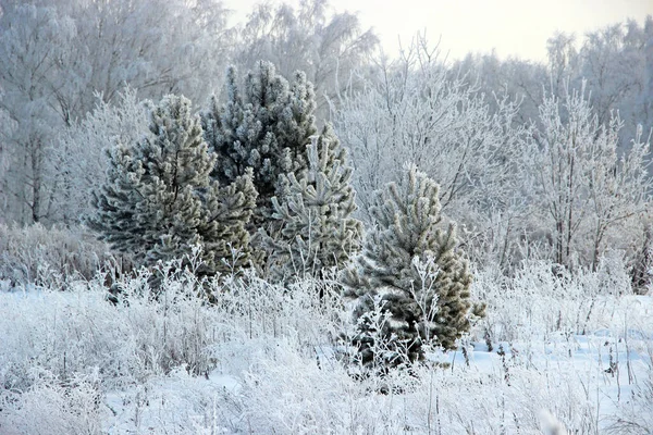 Quatro Pequenos Pinheiros Rodeados Por Uma Grama Seca Bosque Inverno — Fotografia de Stock