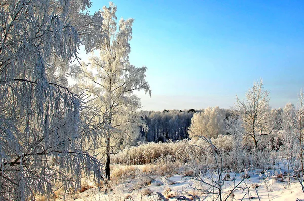 Kleurrijk Landschap Van Een Heldere Ijzige Winterdag Een Berkenbos Zonlicht — Stockfoto