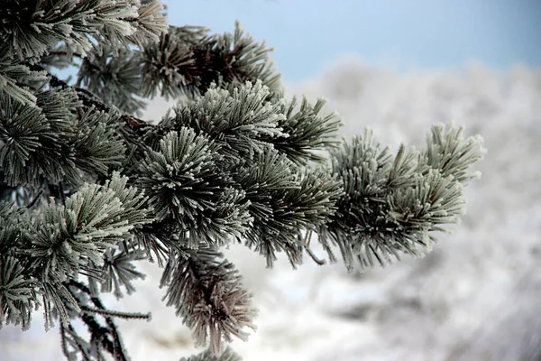 Incredibile Vista Ramo Del Pino Toccato Hoarfrost Sullo Sfondo Bianco — Foto Stock