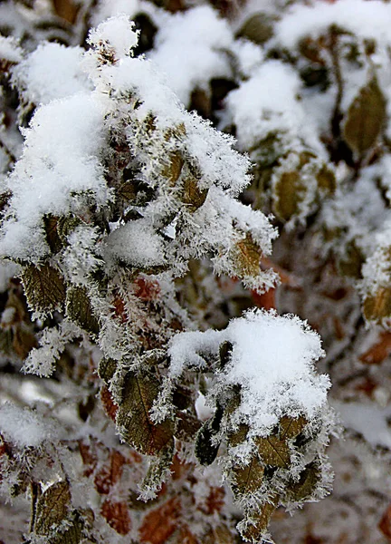 Macro Image Dry Green Brown Leaves Covered Snow Beautiful View — Stock Photo, Image