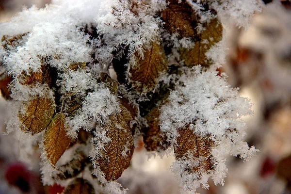 Makro Bild Torra Gröna Och Bruna Blad Täckta Med Snö — Stockfoto