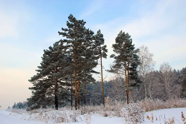 Ormanın kenarındaki karların arasında bir grup genç çam ağacı ve güzel mavi gökyüzü..