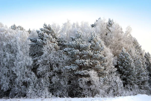 令人惊奇的冬季风景松树和桦树的枝条被霜冻覆盖着 天空清澈无云 — 图库照片