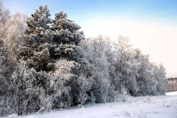 Winterlandschaft Kalkeis Bedeckt Alle Pflanzen Bäume Sträucher Und Trockenes Gras — Stockfoto