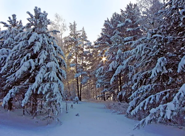 Güneş ışığı ağaç dallarına yayılır. Güneş 'in diski ağaçların arkasında bir yıldız gibi görünür. Kış manzarası.