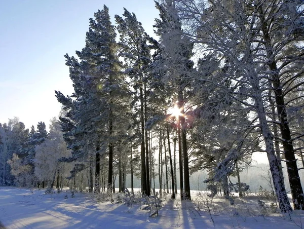 Güneş ışığı ağaç dallarına yayılır. Güneş 'in diski ağaçların arkasında bir yıldız gibi görünür. Kış manzarası.