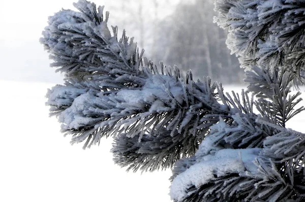 Удивительный Вид Ветку Сосны Покрытую Снегом Белом Снежном Фоне — стоковое фото