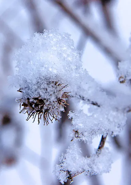Макрофото Сухой Колючки Лопуха Причудливой Формы Покрытой Снежными Кристаллами — стоковое фото