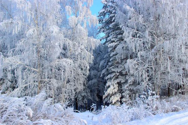 Winter Landscape Rime Ice Covers All Plants Trees Shrubs Dry — Stock Photo, Image