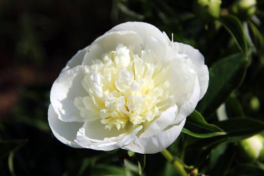 Yukarıdan bakıldığında, beyaz güzel çiçek koyu arkaplanda.