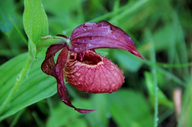 Çiyli bir çiçek tomurcuğunun yakın plan görüntüsü..