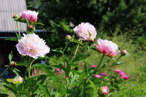 Amazing Aster Flowers White Pale Pink Buds Grow Backyard — Stock Photo, Image