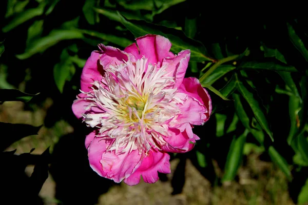 Красива Квітка Червоними Білими Пелюстками Макрозображення — стокове фото