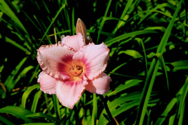 緑の草の背景に優しいピンクの花びらと黄色のコアを持つ美しい花のクローズアップ — ストック写真