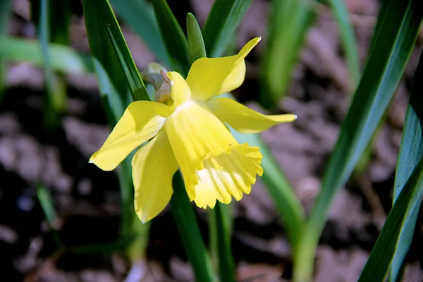 Çimenler arasında eğilmiş muhteşem sarı tek çiçeğin makro görüntüsü