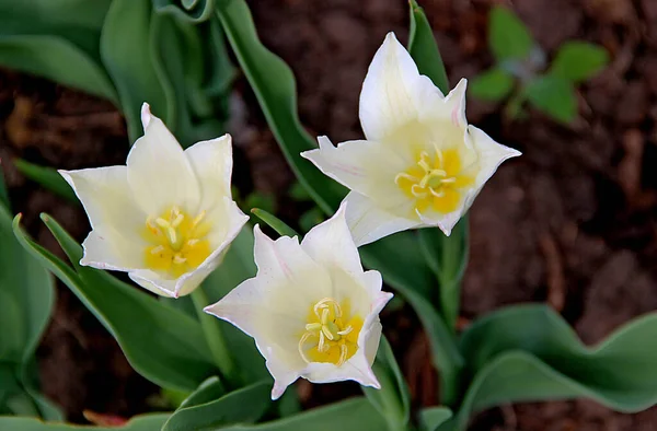 Beyaz yapraklı üç çiçek ve yeşil çimenli sarı çekirdekli bir makro fotoğraf.