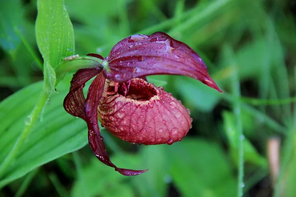 Çiyli bir çiçek tomurcuğunun yakın plan görüntüsü..