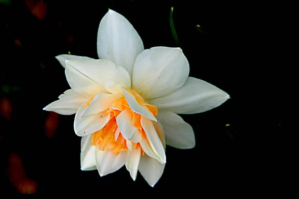 Macro Photo Fleur Étonnante Avec Des Pétales Blancs Jaunes Doux — Photo
