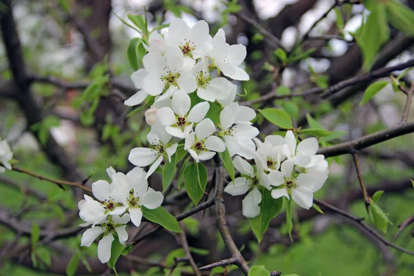 Increíble Imagen Primer Plano Una Flor Manzana — Foto de Stock