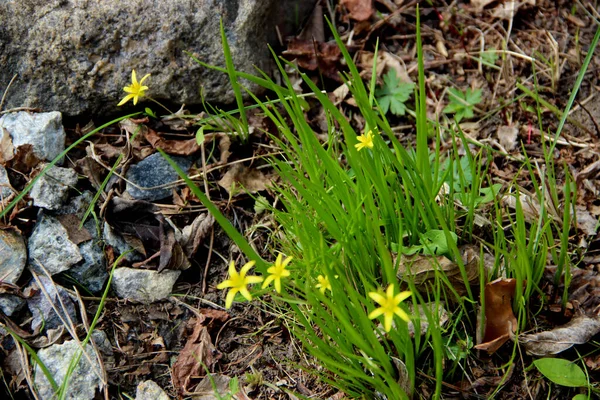 春には乾いた草や葉を通して成長する緑の草の間に優しい黄色の花の閉鎖 — ストック写真