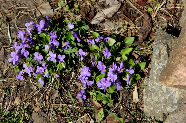 Some Blue Violets Green Grass Stones Growing Spite Everything — Stock Photo, Image