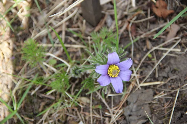 Primer Plano Increíble Flor Azul Con Núcleo Amarillo Suave Pelusa —  Fotos de Stock