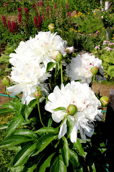 Kırmızı noktalı kar beyazı çiçekler ve kapalı yeşil tomurcuklar.