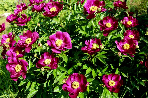 Yeşil yapraklı sarı çekirdekli kırmızı çiçek grubuna yukarıdan bak