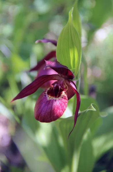 İki muhteşem bayanın terlik çiçeklerine ve yeşil yapraklara bakın.