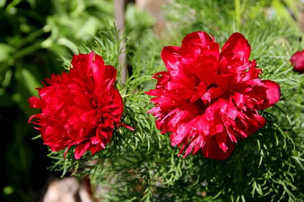 Дві Красиві Квіти Зеленому — стокове фото